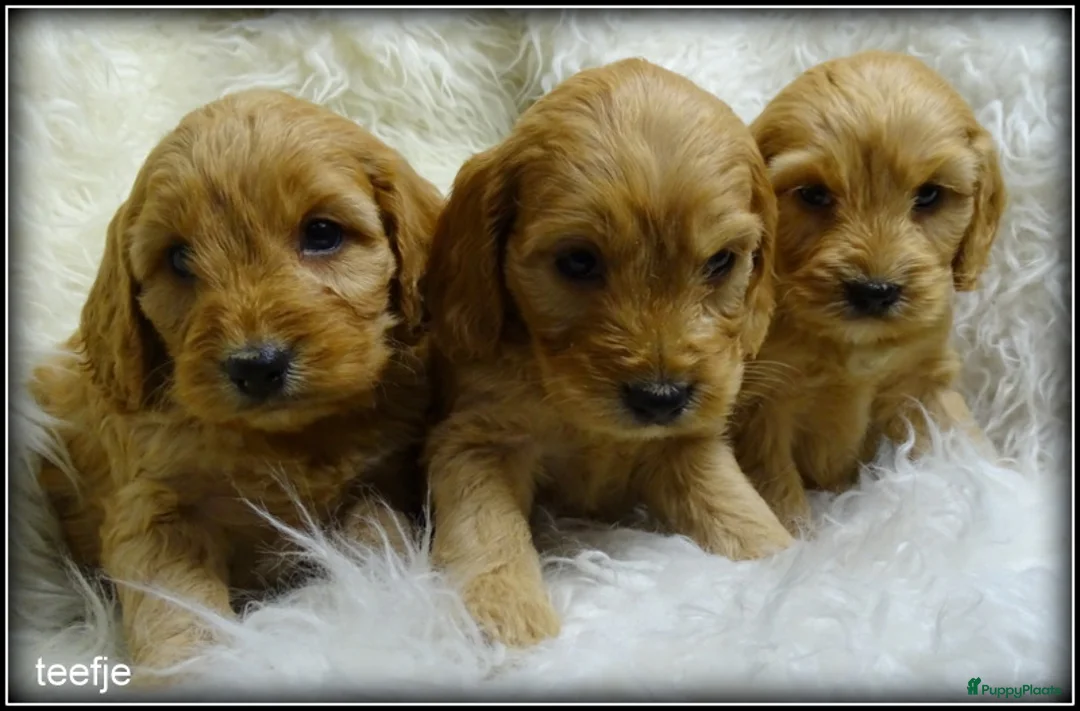 Cockapoo honden te koop: Cockapoo pups - Advertentie 12