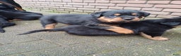Rottweiler honden te koop: Mooie lieve rottweilerpups - Advertentie 3