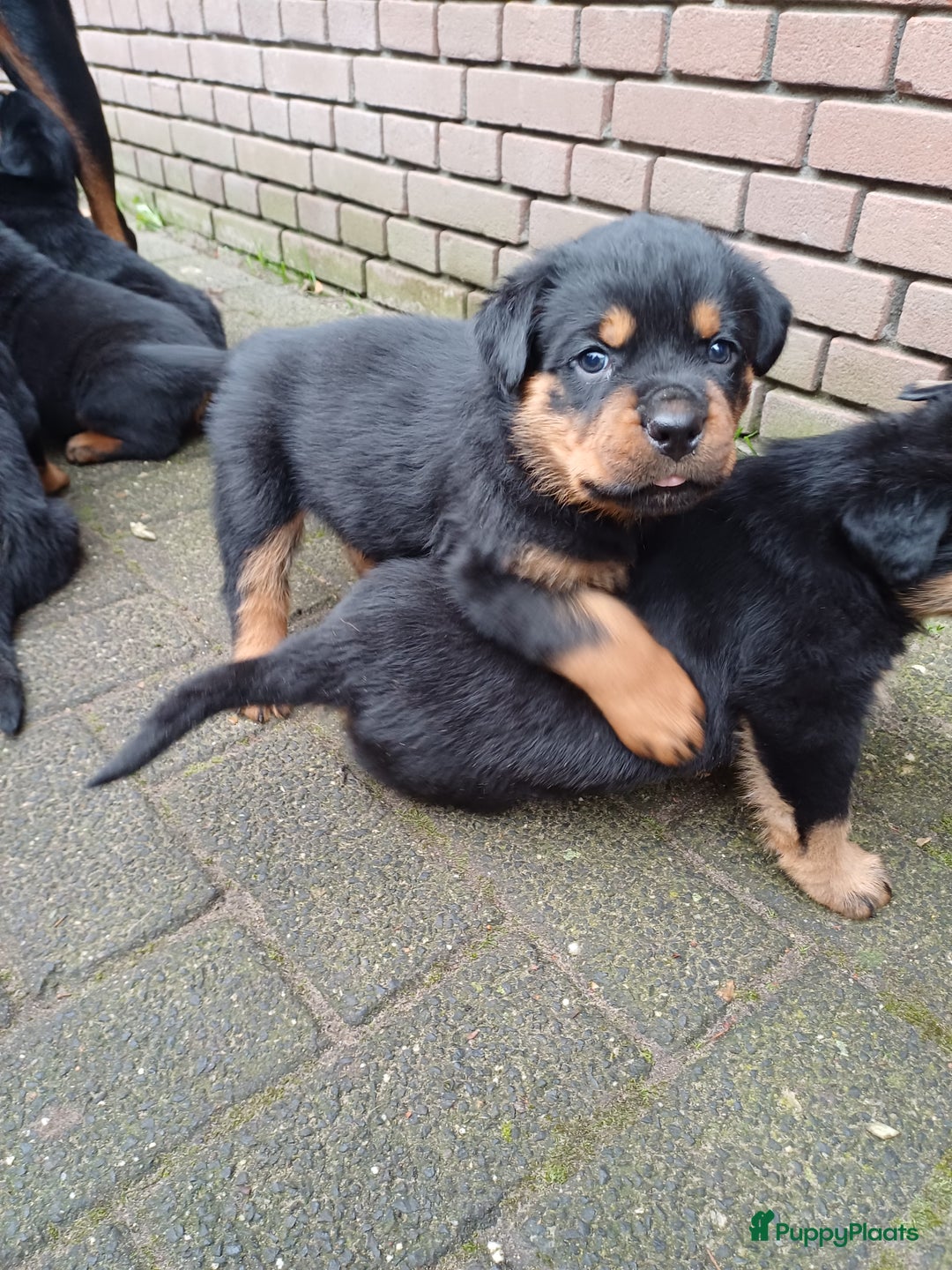 Rottweiler honden te koop: Mooie lieve rottweilerpups - Advertentie 3