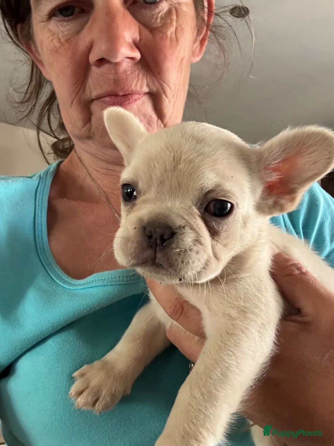 Franse Bulldog honden te koop: Prachtige Fluffy Franse buldogs  - Advertentie 2