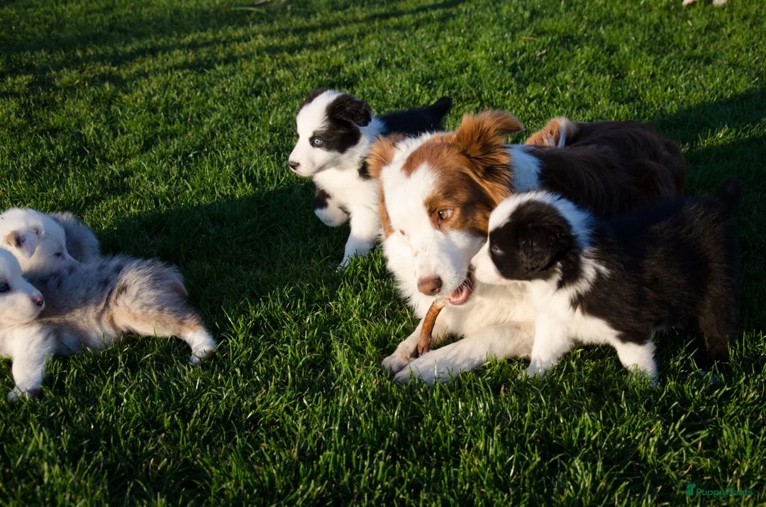 Kruising honden te koop: Border Collie Aussie pups geboren op boerderij(BE) - Advertentie 16