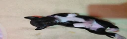 Kruising honden te koop: Nog 4 lieve unieke Mix puppy's. - Advertentie 22