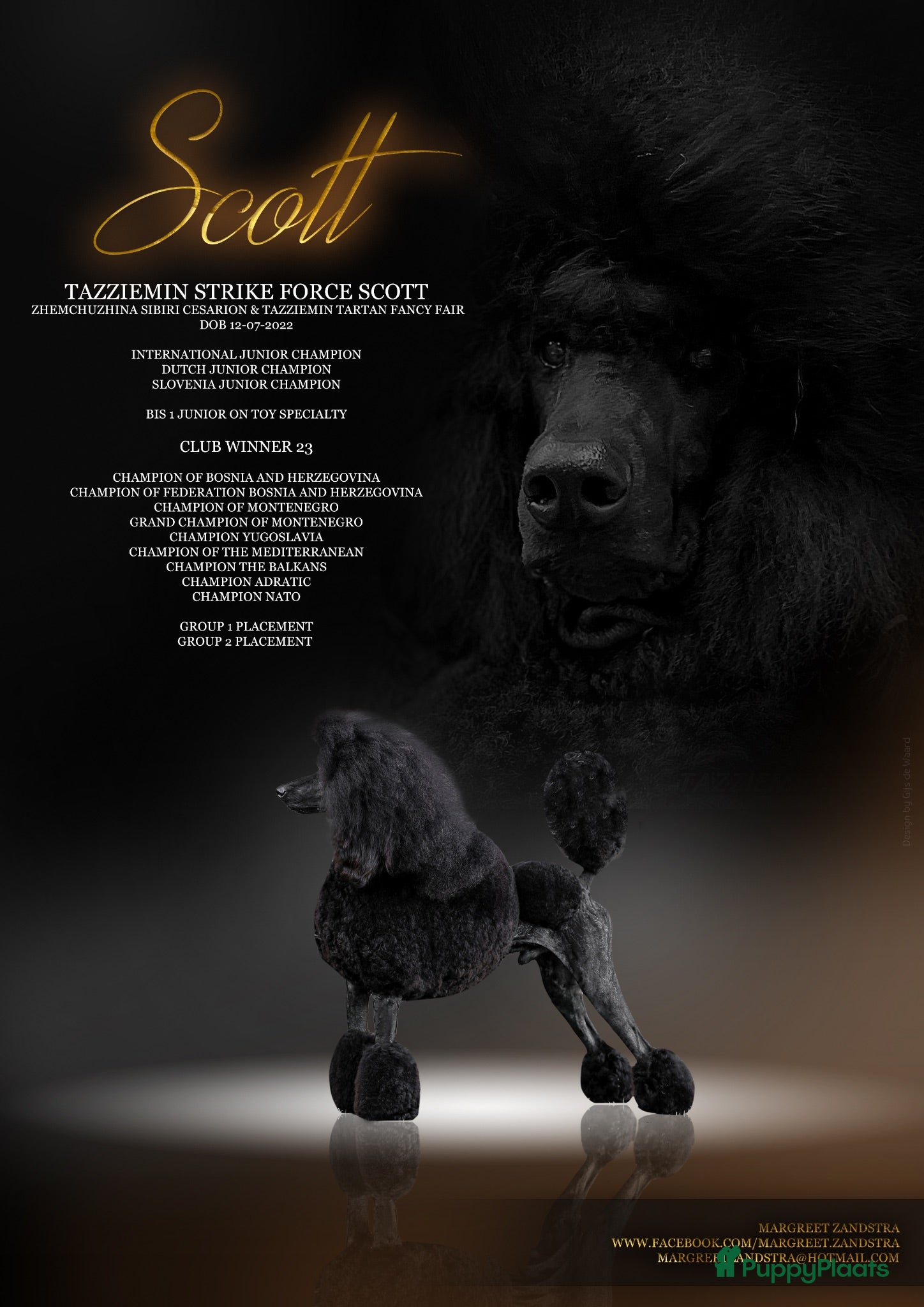 Poedel honden Grote poedel dekreu  - Advertentie 3