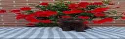 Poedel Toy honden te koop: schitterende donkerbruine toypoedel pups - Advertentie 8