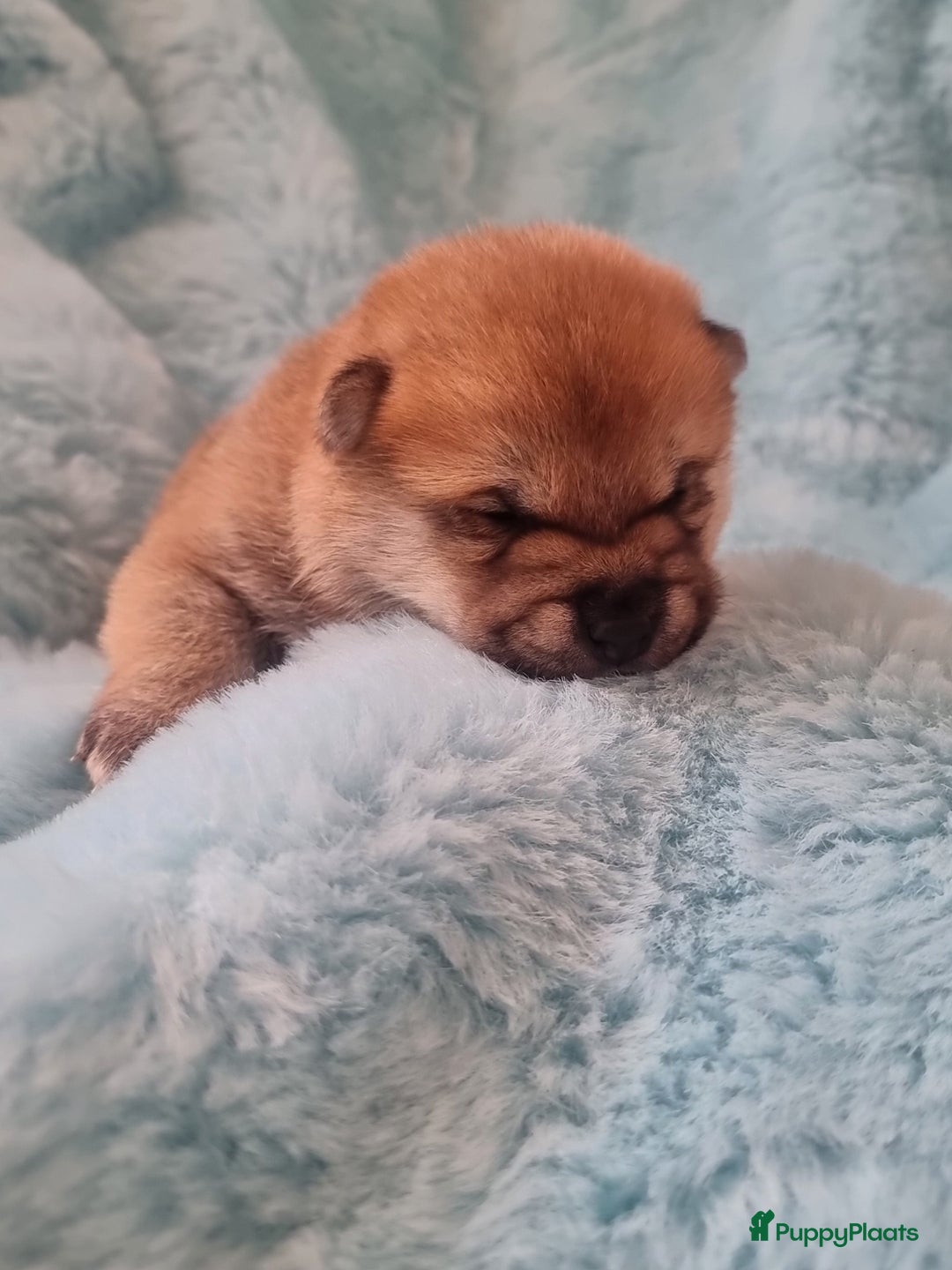 Shiba honden te koop: Shiba inu pups met f.c.i stamboom  - Advertentie 4