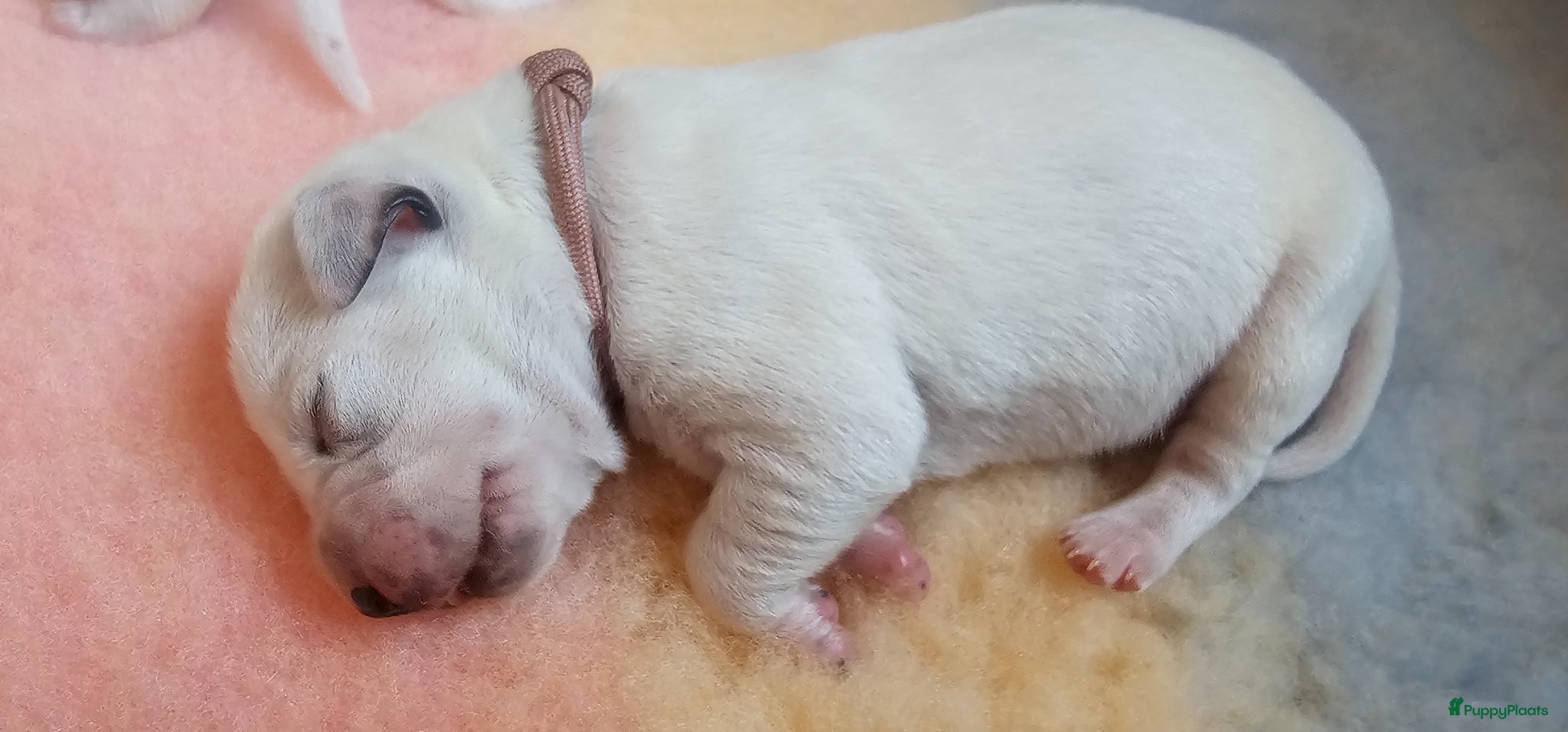 Dalmatiër honden Dalmatiër pups met stamboom  - Advertentie 2