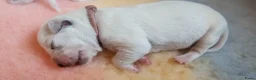 Dalmatiër honden te koop: Dalmatiër pups met stamboom  - Advertentie 11