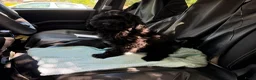 Cockapoo honden te koop: Amerikaanse Cockapoo pups - Advertentie 8