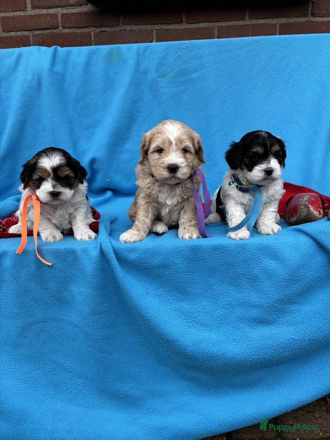 Kruising honden te koop: Schattige Boomer Puppy's - Advertentie 20