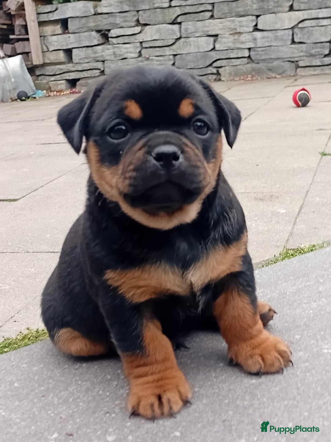 Dwergpinscher honden te koop: Carlin Pinscher Puppy’s te koop - Afbeelding 16