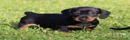 Teckel (korthaar)  honden te koop: Teckel pups - Advertentie 8