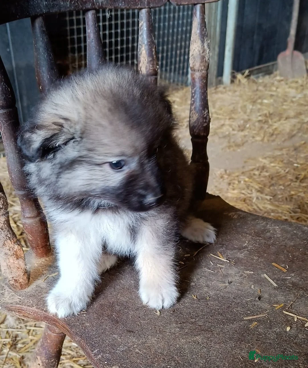 Keeshond honden te koop: Keeshond wolfsgrauw. Grijs. Blauw. - Advertentie 26