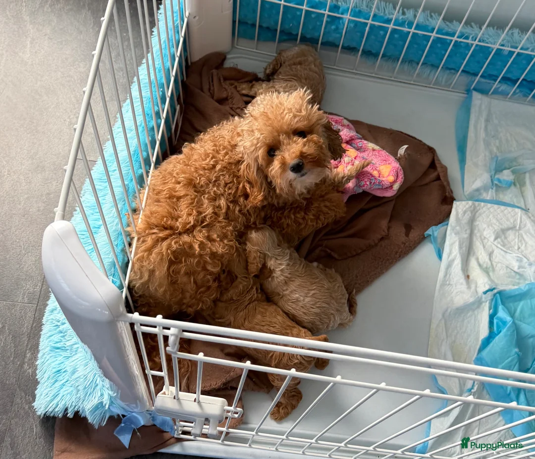Maltipoo honden te koop: Mini maltipoo f1 b super mooie, gezonde pups - Advertentie 27