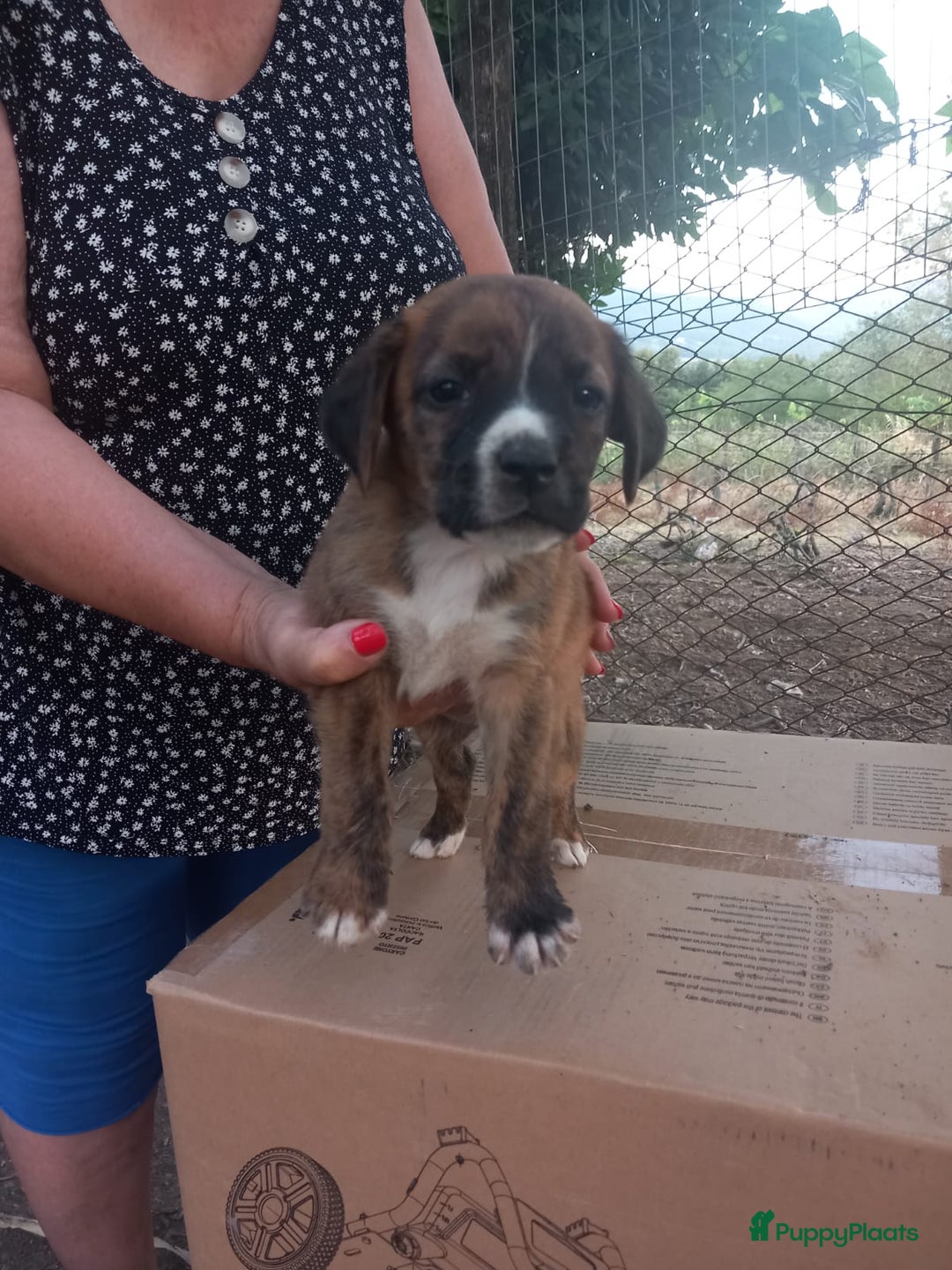 Kruising honden te koop: Lilly zoekt een baasje - Advertentie 6