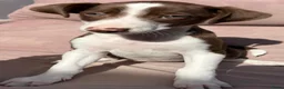 Kruising honden ter adoptie: Abba een meisje zoekt een vriendje voor het leven  - Advertentie 3