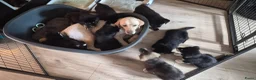 Kruising honden te koop: Labrakita pups - Advertentie 21