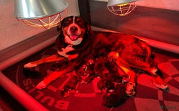 Kruising honden te koop: Berner Sennen x Zwitserse Sennen pups - Afbeelding 21