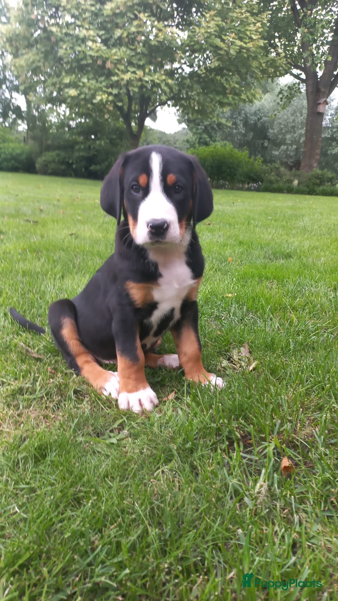 Grote Zwitserse Sennenhond honden Prachtige grote zwitserse sennenhond stamboek - Advertentie 1