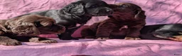 Kruising honden te koop: Kr .engelsecockerspaniel pups  - Advertentie 5