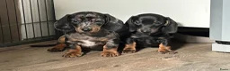 Teckel (korthaar)  honden te koop: Nog drie teckel reutjes  - Advertentie 3