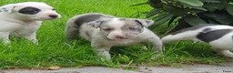 Kruising honden te koop: Border Collie Kruising pups  in Onstwedde - Advertentie 12