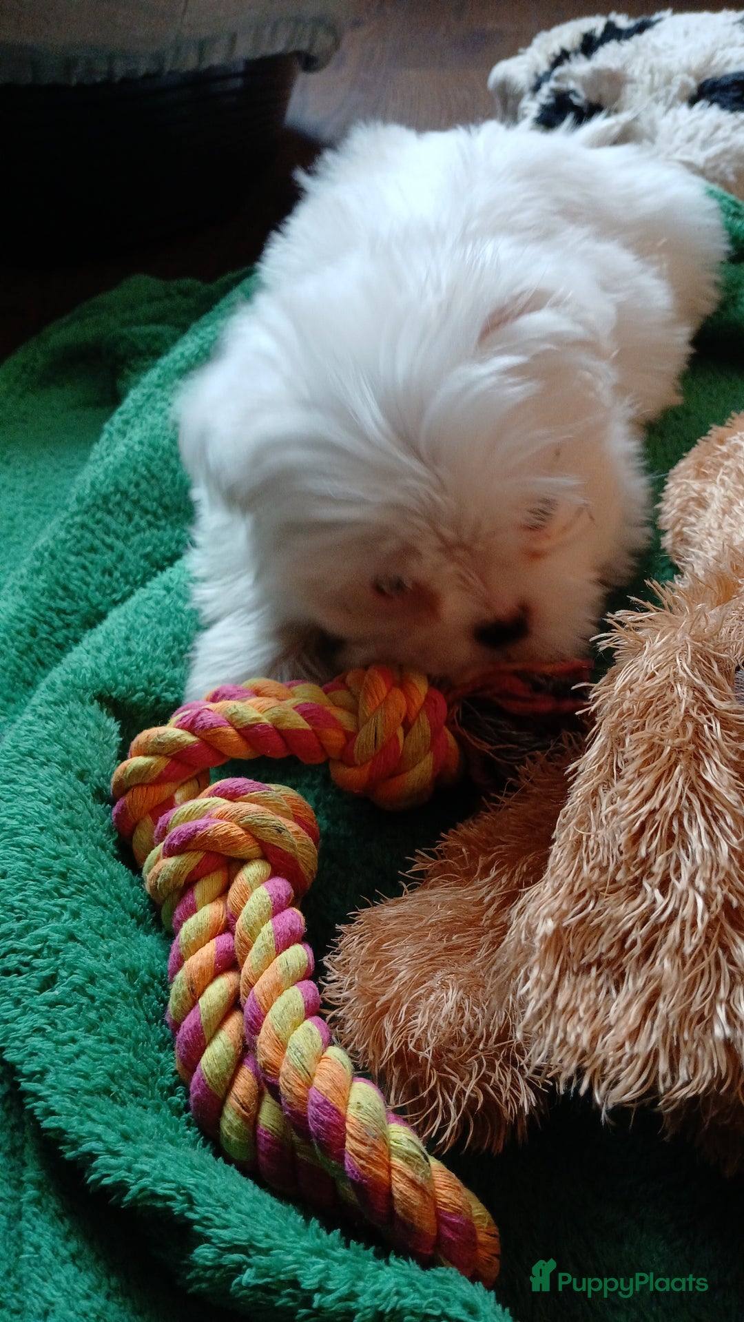 Malshi honden te koop: Shih Tzu/Maltezer kruising – teefje met paspoort - Advertentie 4