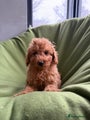 Labradoodle Puppy 10
