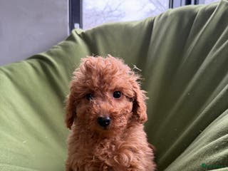 Labradoodle honden Mini Doodle (Dwergpoedel x Labradoodle) pups - Advertentie 1