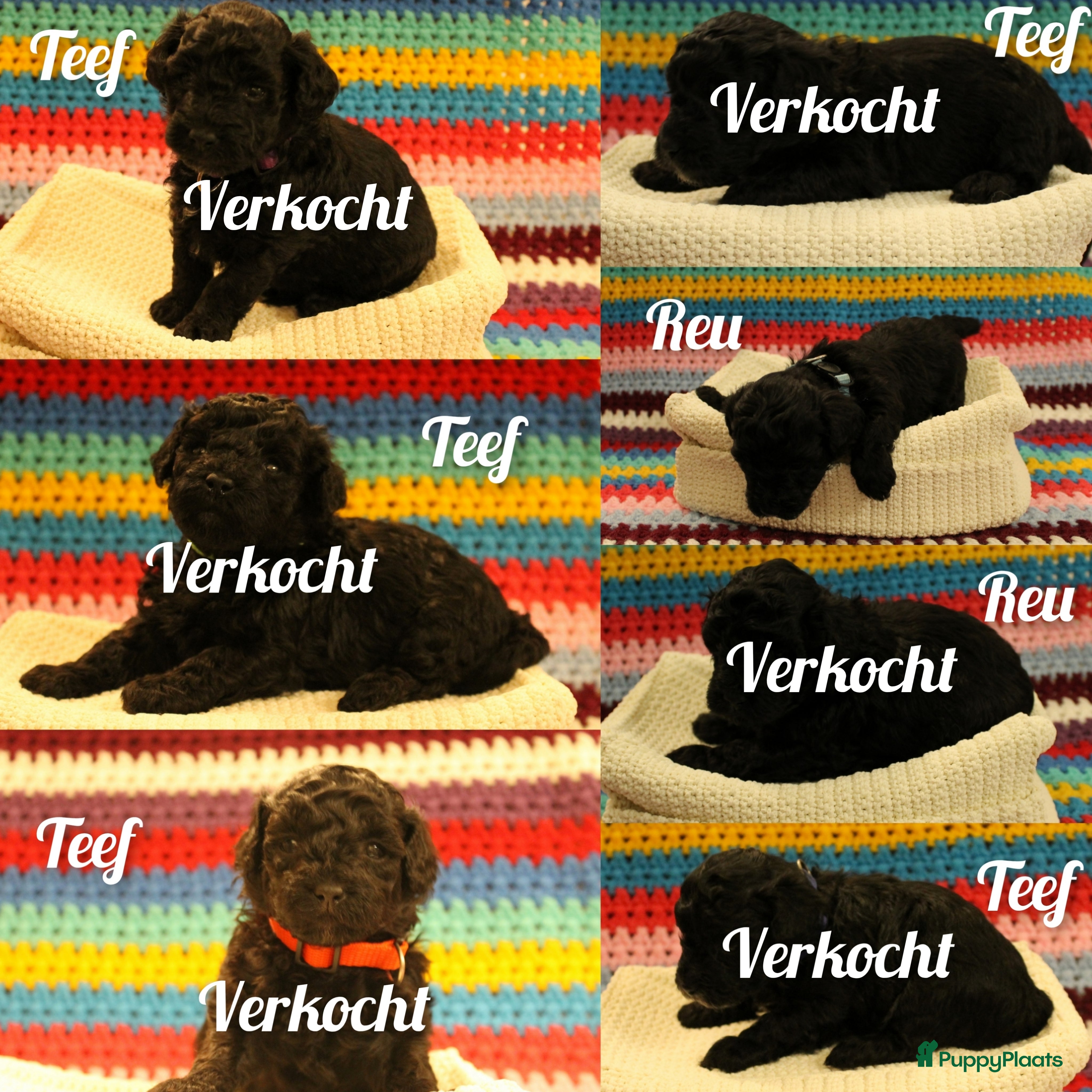 Maltipoo honden Fantastisch zwarte Maltipoo F1b 🥰 Anti-allergie - Advertentie 1