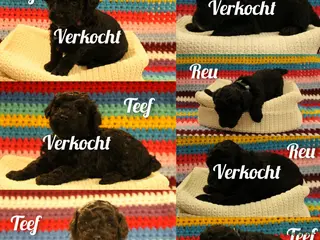 Maltipoo honden Fantastisch zwarte Maltipoo F1b 🥰 Anti-allergie - Advertentie 6