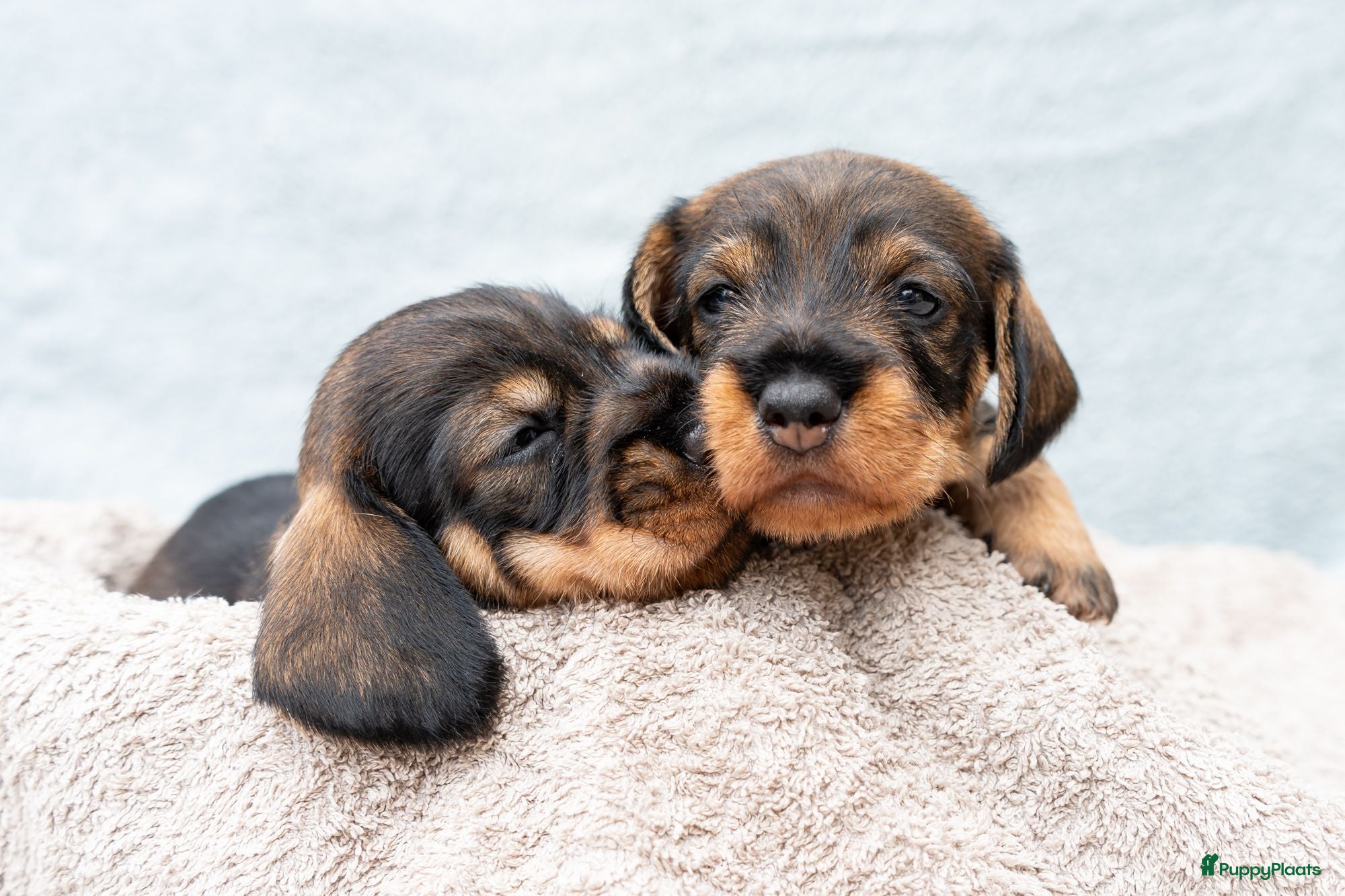Ruwhaar Teckel honden Prachtige Ruwharige Teckel pups - Advertentie 1