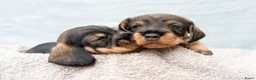Ruwhaar Teckel honden te koop: Prachtige Ruwharige Teckel pups - Advertentie 1