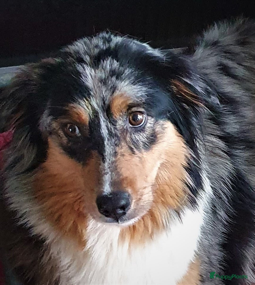 Australian Shepherd honden te koop: Australian Shepherd pupjes ouders volledg getest - Advertentie 10