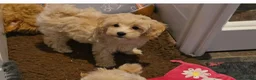 Maltipoo honden te koop: Mooie Lieve Maltipoo Maltezer / toypoedel pups - Advertentie 37