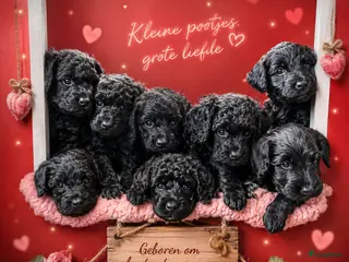 Labradoodle honden Prachtige Labradoodle pups - Advertentie 2