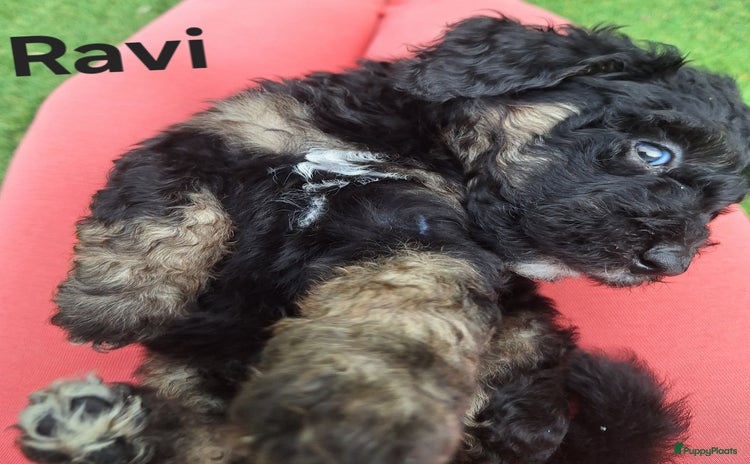 Bernedoodle honden - Advertentie 1