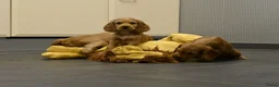 Engelse Cocker Spaniel honden te koop: Engelse Cocker Spaniel pups - Advertentie 22