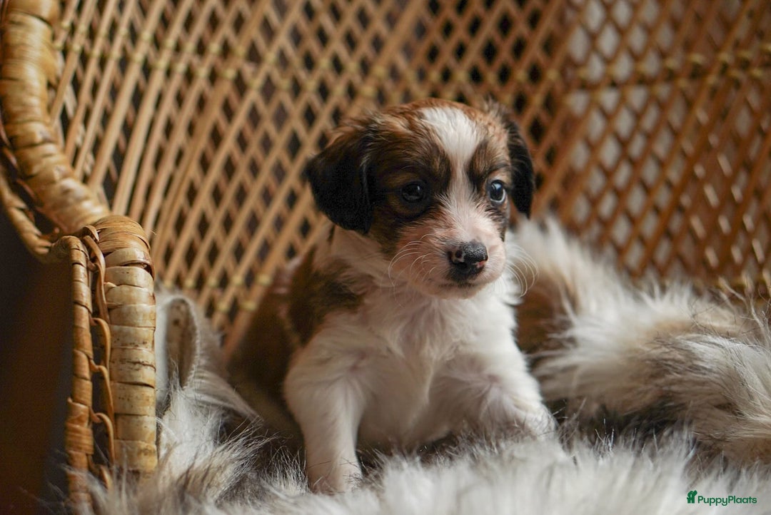 Kooikerhondje honden te koop: 8 week oude kooikerpups op zoek naar warm thuis. - Advertentie 17