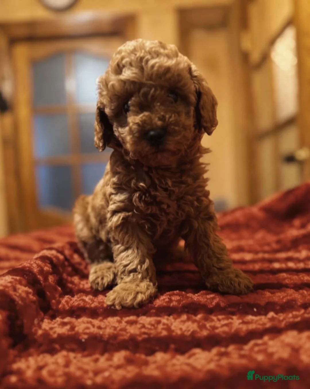 Poedel Toy honden te koop: Toy poedel pups - Advertentie 2