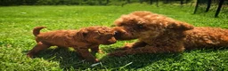 Kruising honden te koop: Poedel pups te koop toy als dwergpoedel in Sas van Gent - Advertentie 2