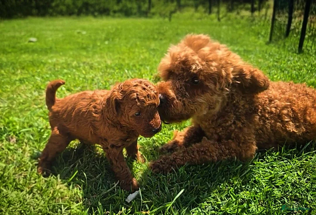 Kruising honden te koop: Poedel pups te koop toy als dwergpoedel in Sas van Gent - Advertentie 2