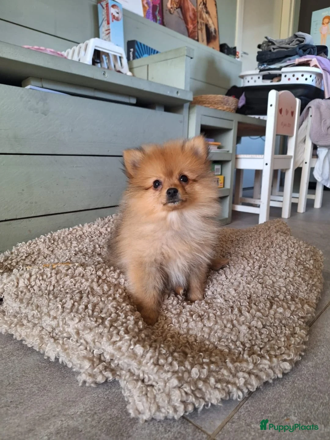 Pomeriaan honden te koop: Mooie lieve pomeriaan pup  - Advertentie 3