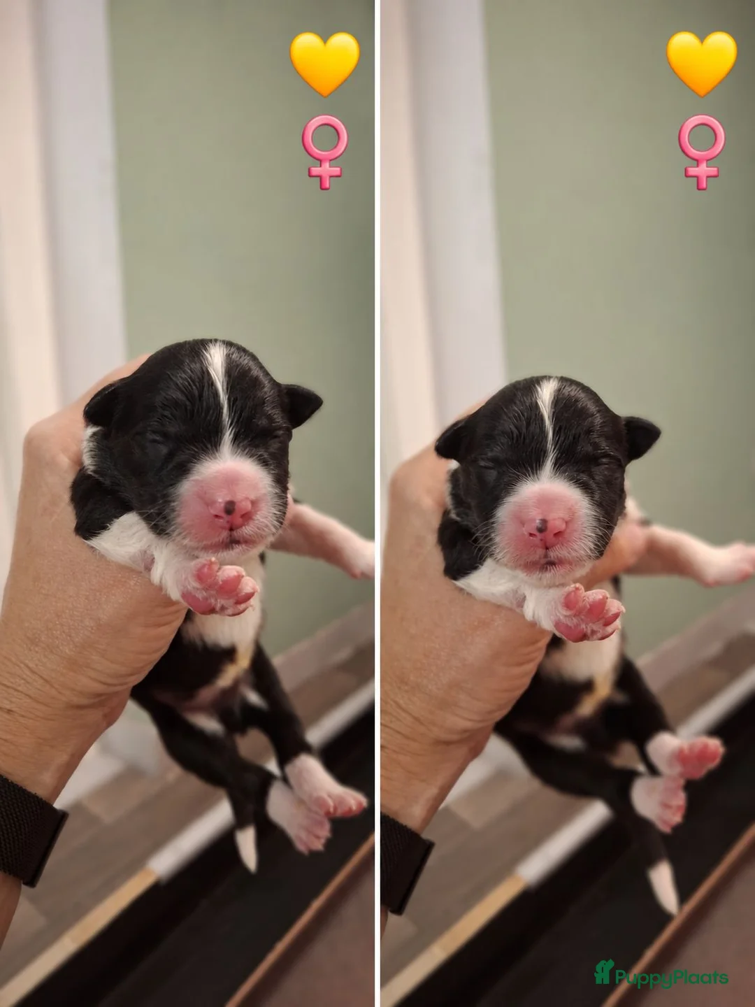 Border Collie honden te koop: Liefdevol gefokte Border Collie pups (FCI/LOSH) - Advertentie 16
