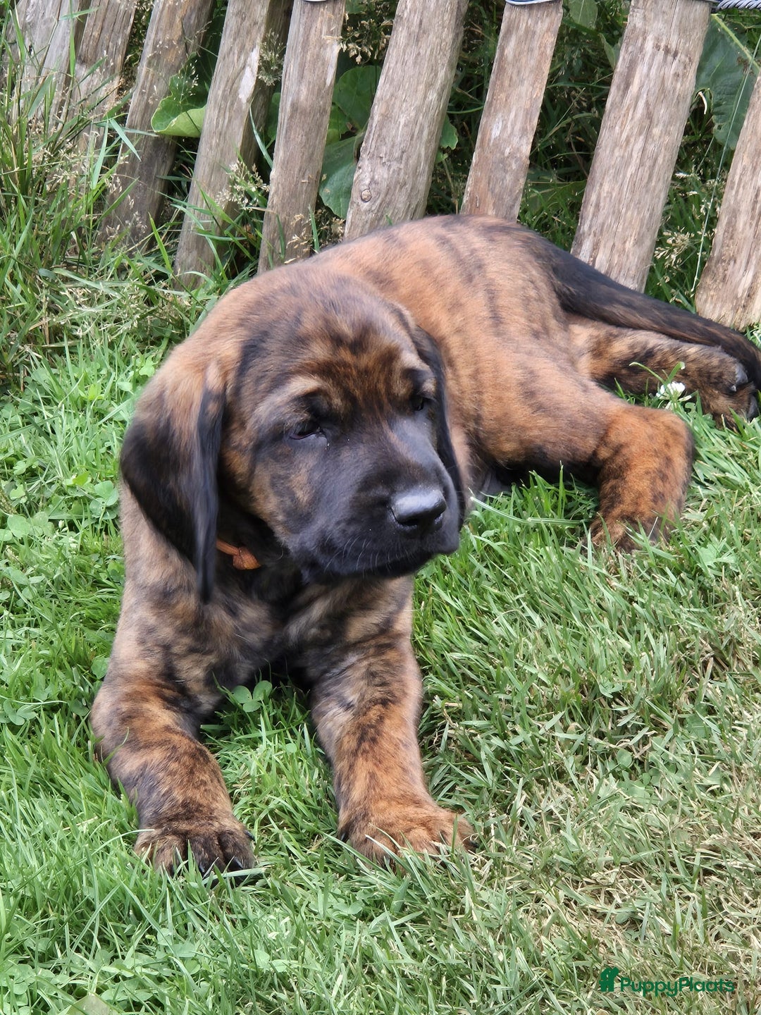 Labrador Retriever honden te koop: Knappe labrador x beierse bergzweethond mix - Afbeelding 18