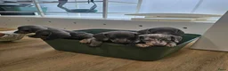 Teckel (korthaar)  honden te koop: 🐾 Prachtige Dwergteckel Blue & Tan pups 🐾 - Advertentie 6