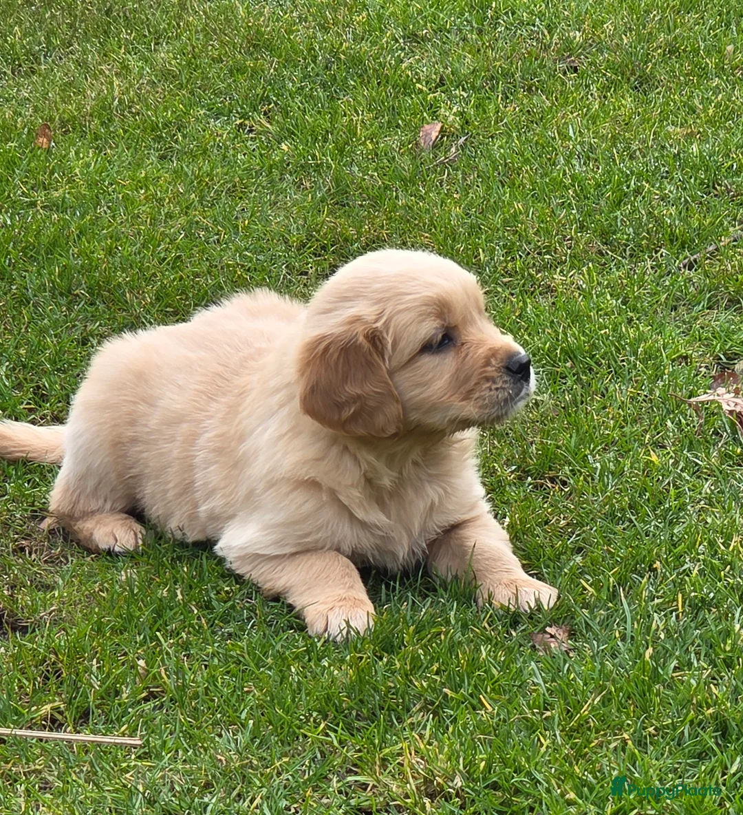 Golden Retriever honden te koop: Golden retriever pups - Advertentie 5