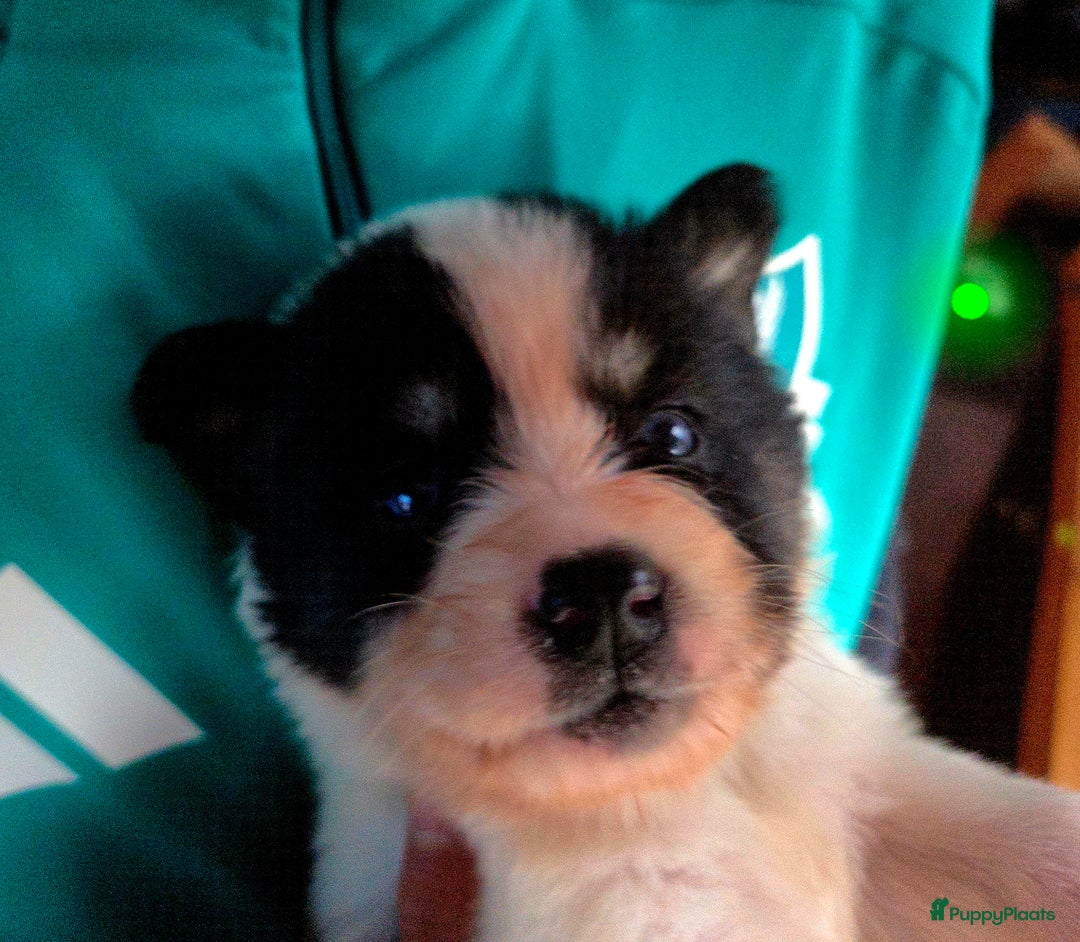 Kruising honden te koop: Kruising X Husky pups! Super mooi en leuk! - Advertentie 4