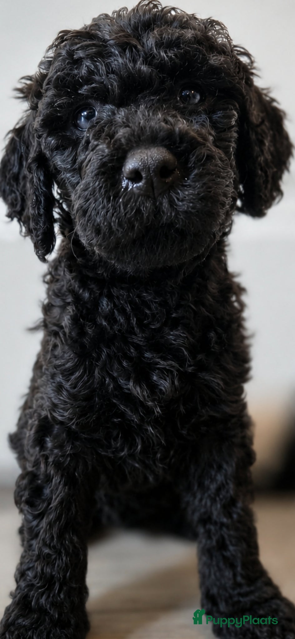 Labradoodle honden te koop: Prachtige Labradoodle pups mogen verhuizen  - Advertentie 34