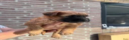 Softcoated Wheaten Terriër honden te koop: Prachtige Soft Coated Wheaten Terrier pups - Advertentie 4