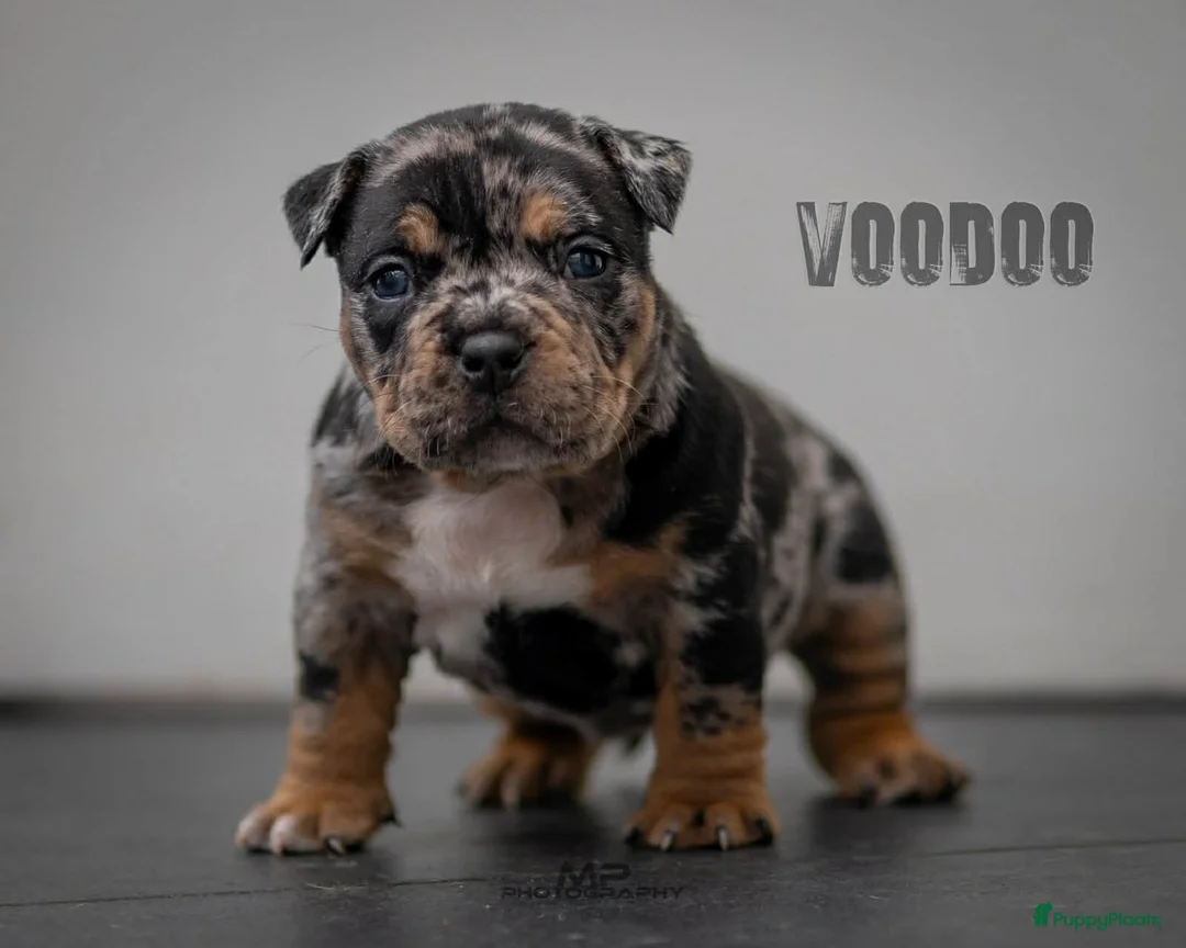 Amerikaanse Bully honden te koop: American Bully pocket pup verwacht  - Advertentie 9
